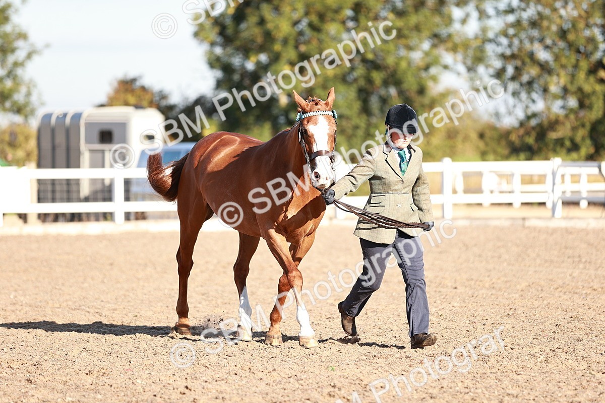 SBM_11203 - Class 401 - IH  Veteran horse