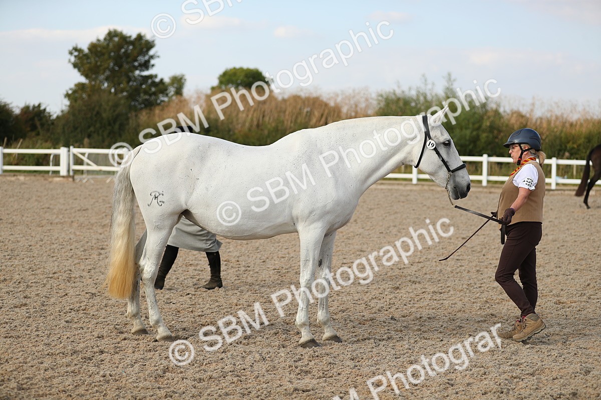 SBM_08652 - Class 28 - IH Veteran Horse
