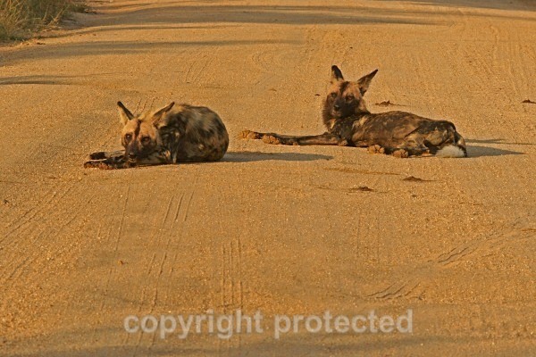 Hunting Dogs - Krüger NP, South Africa - African Wildlife