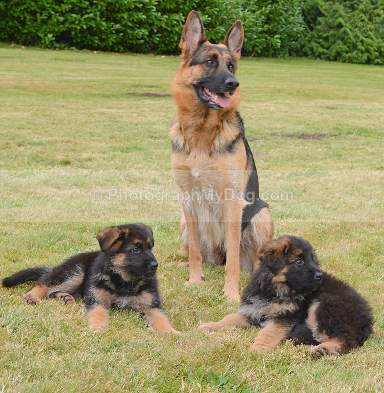  - German Shepherds