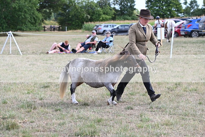 WJ6_6976 - Class 21 Shetland & Mini Horses