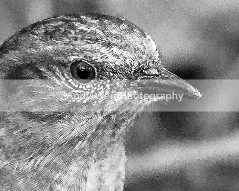 20120115-_MG_8329-861 - Dunnock (Hedge Sparrow)