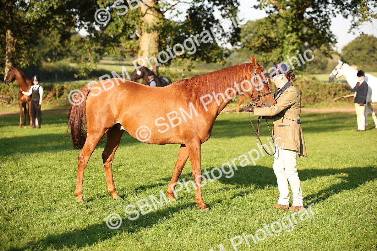 SBM_57580 - S50 - Foreign Breeds In Hand