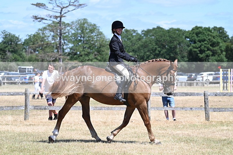 WJ7_2888 - Class 7 Riding Club Show Horse