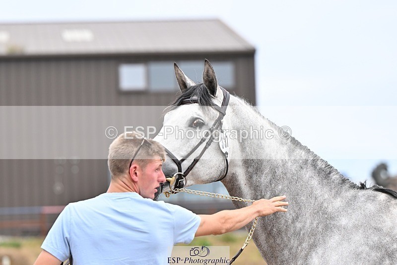 250716-152839-01954 - Trot Up 2.30 to 3.30