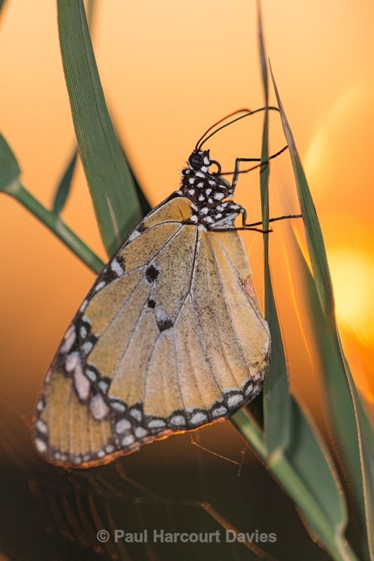 Plain tiger (Danaus chrysippus) - Insects, Spiders and other Animals