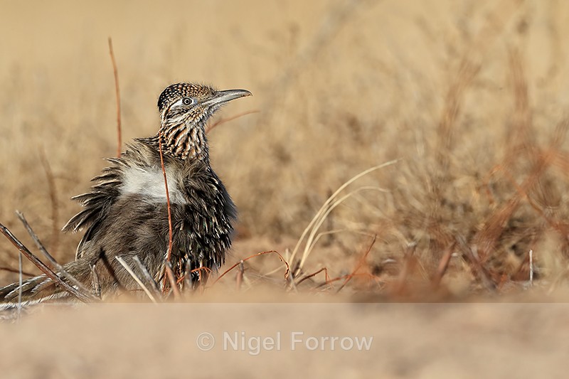Greater Roadrunner with feathers fluffed up, New Mexico - Greater Roadrunner