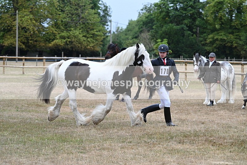 WJ7_9615 - Class 5 Most Handsome Gelding (up to 14.2hh)