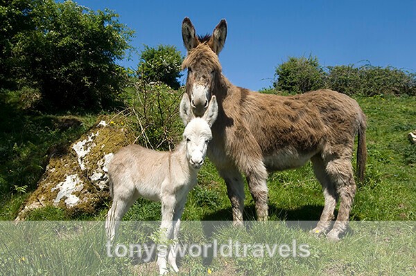 Mother and Baby donkey 1, Ireland - IRISH FARM ANIMALS