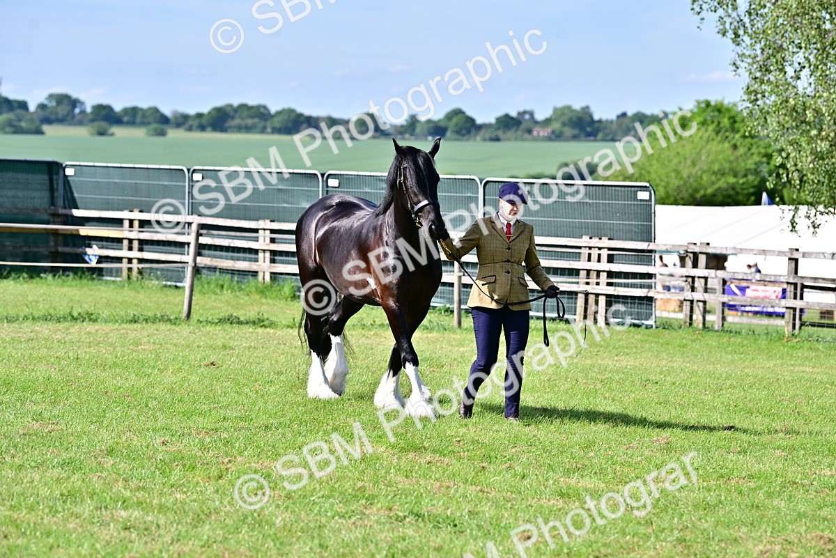 SBM_10018 - Class 63-65 - Traditional Gypsy Cobs In Hand & Ridden