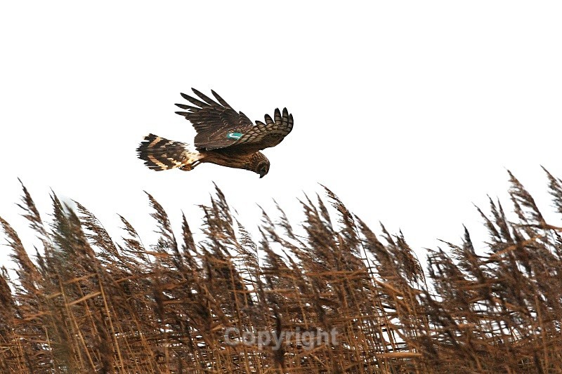 Female Hen Harrier, county Louth - Birds of Prey