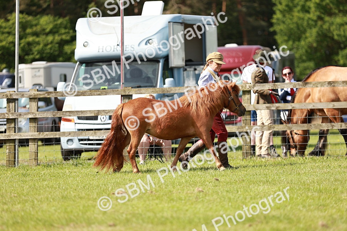SBM_01735 - Class 14-23 - Mountain & Moorland In Hand Non Welsh
