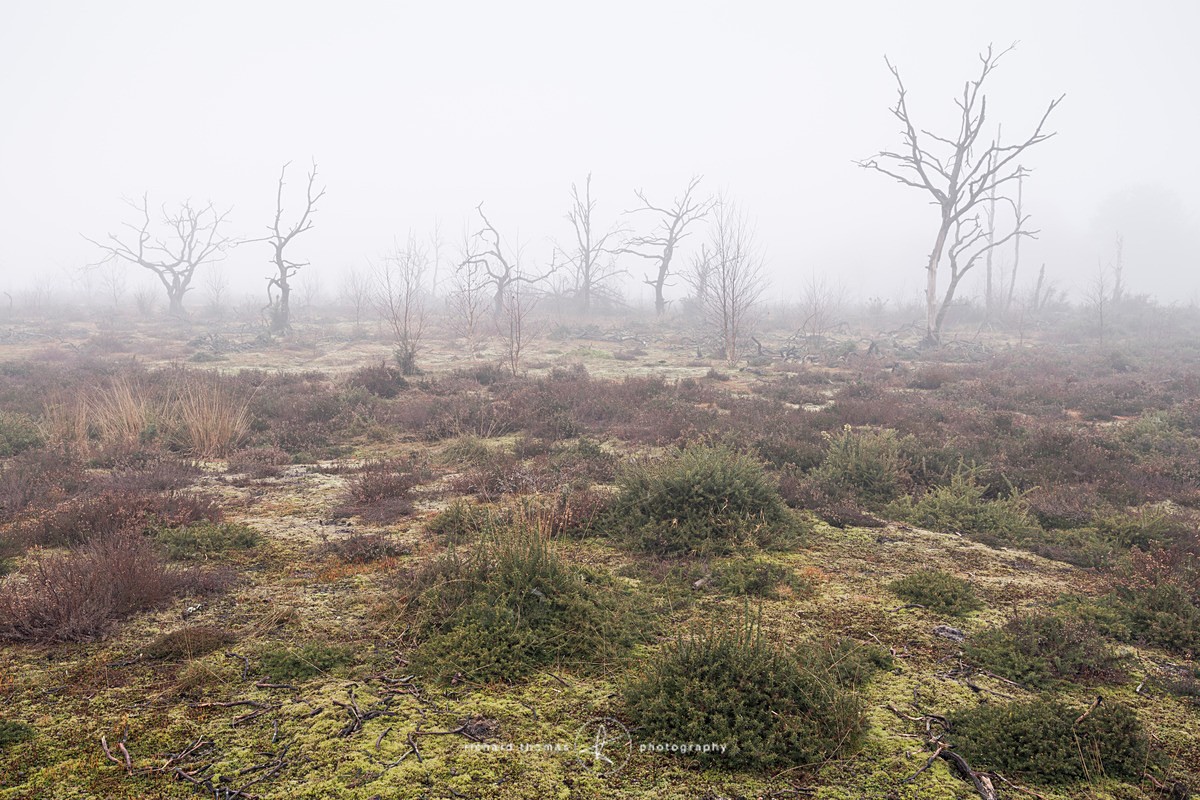  - Charred Mist