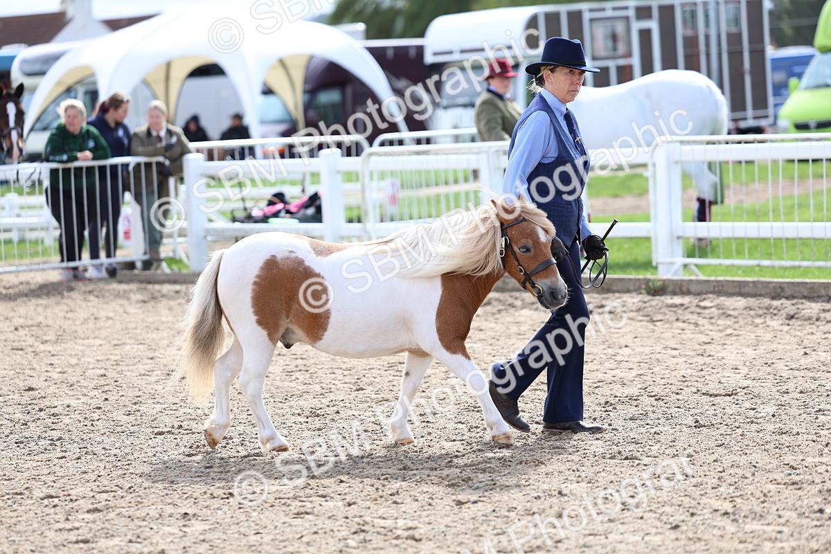 SBM_01913 - Class 18 - Handsomest Gelding - IH or Ridden