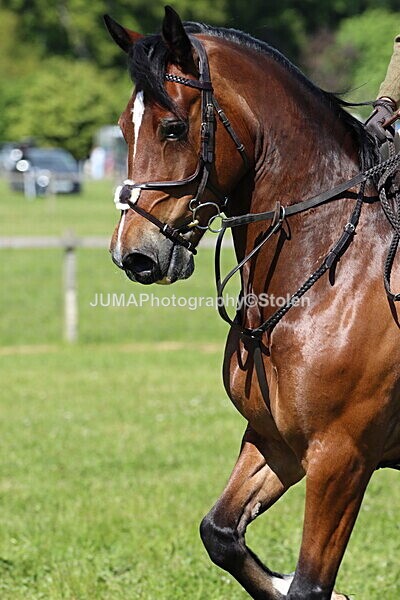 IMG_4201 - Working Hunter