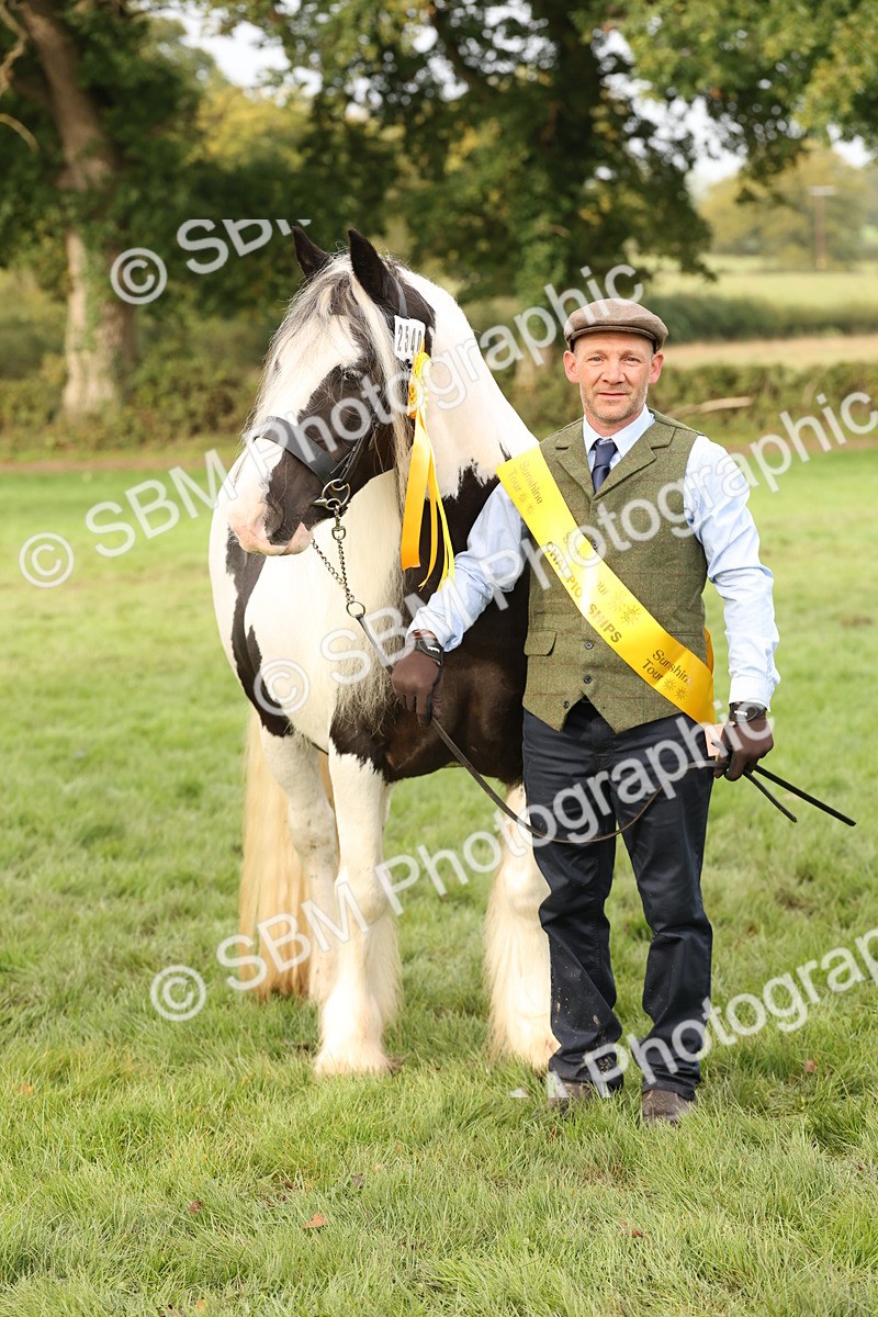 SBM_56830 - S54 - Piebald & Skewbald Horse In Hand