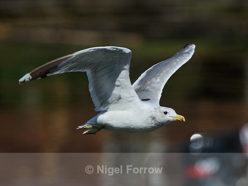 California Gull (adult) flying, Telegraph Cove, Vancouver Island - California Gull