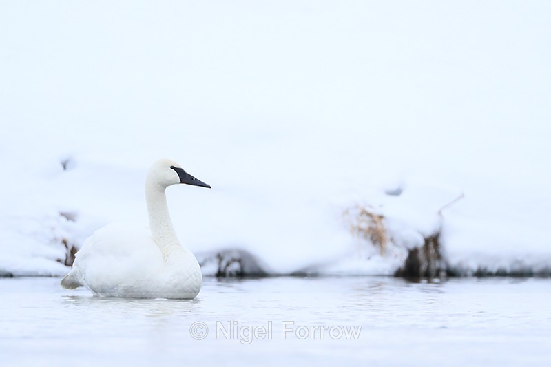Trumpeter Swan in winter, Yellowstone National Park, Wyoming - Trumpeter Swan