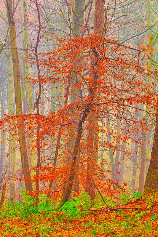 Autumn Sapling   ref 9848 - County Durham