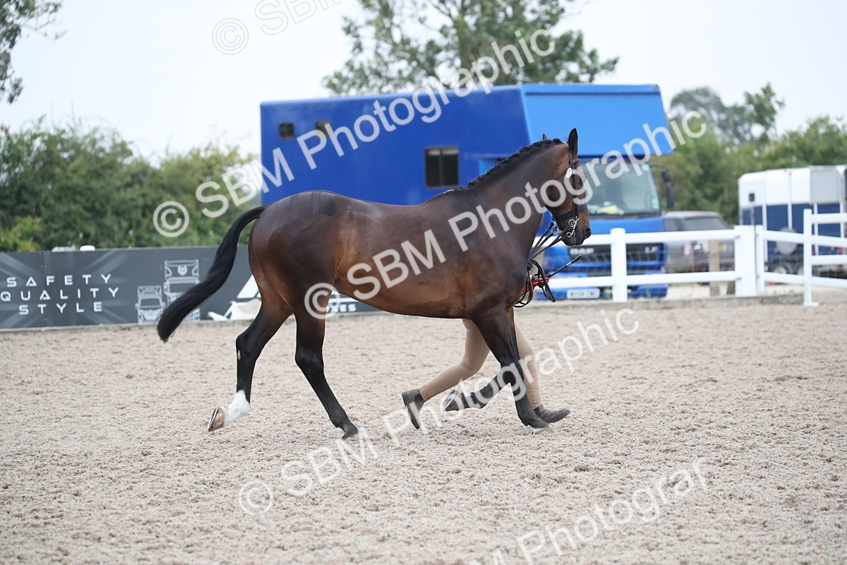 SBM_18428 - Class 318 IH Part bred Horse/Pony