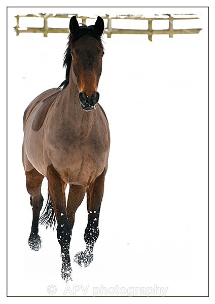  - Horses'n'Ponies