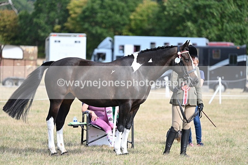 WJ7_8198 - In-hand Championship
