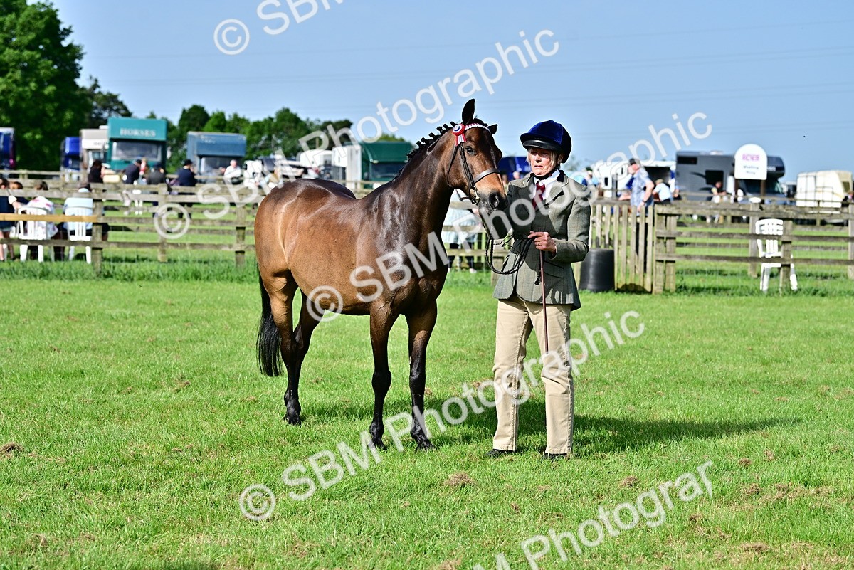 SBM_00984 - Class 46-49 - Arab and Part Bed-Anglo Arab In Hand