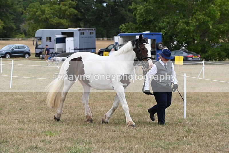 WJ6_5311 - Class 18 In-hand Coloured