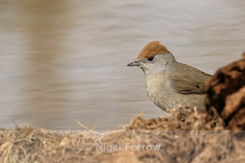 Blackcap (female) by drinking pool, Claret, Spain - Eurasian Blackcap
