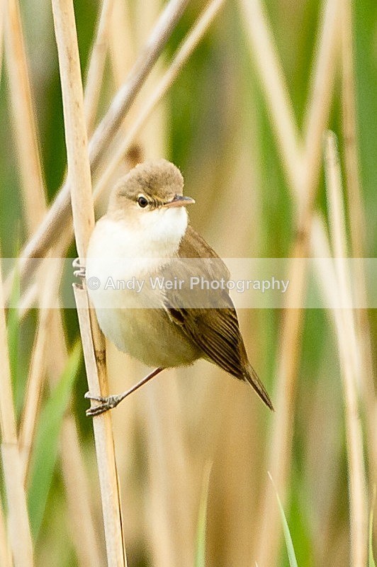 20120520-_MG_9969 - Reed Warbler