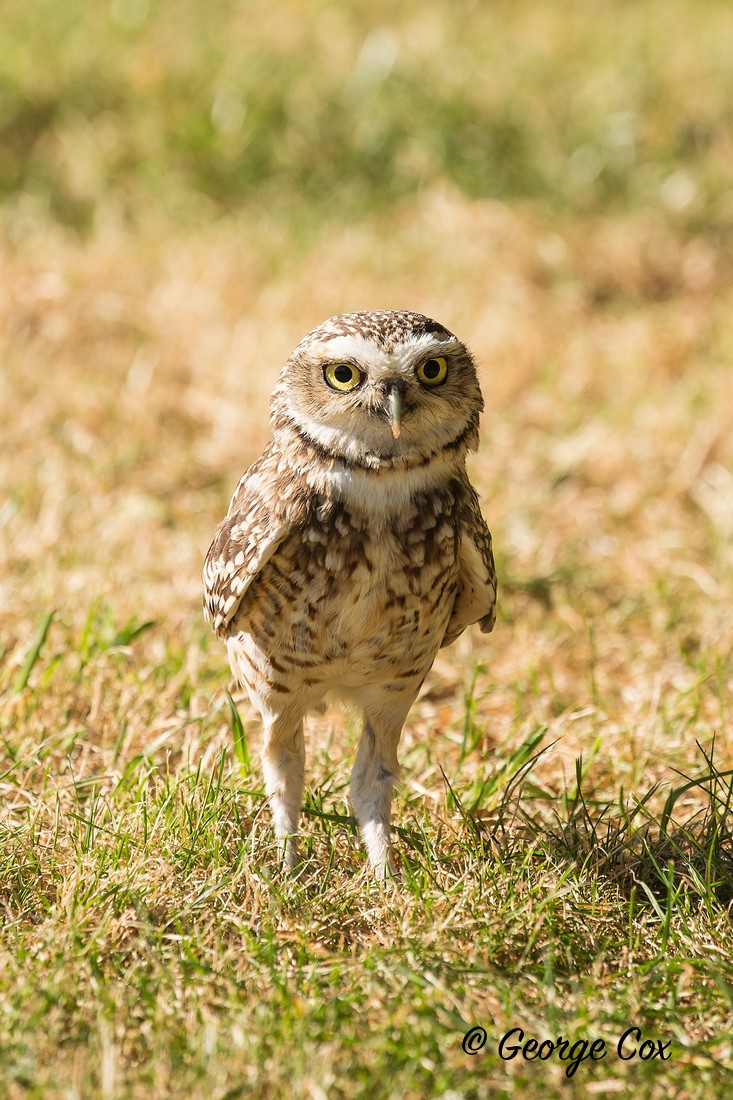 Burrowing Owl Eyes - Owls