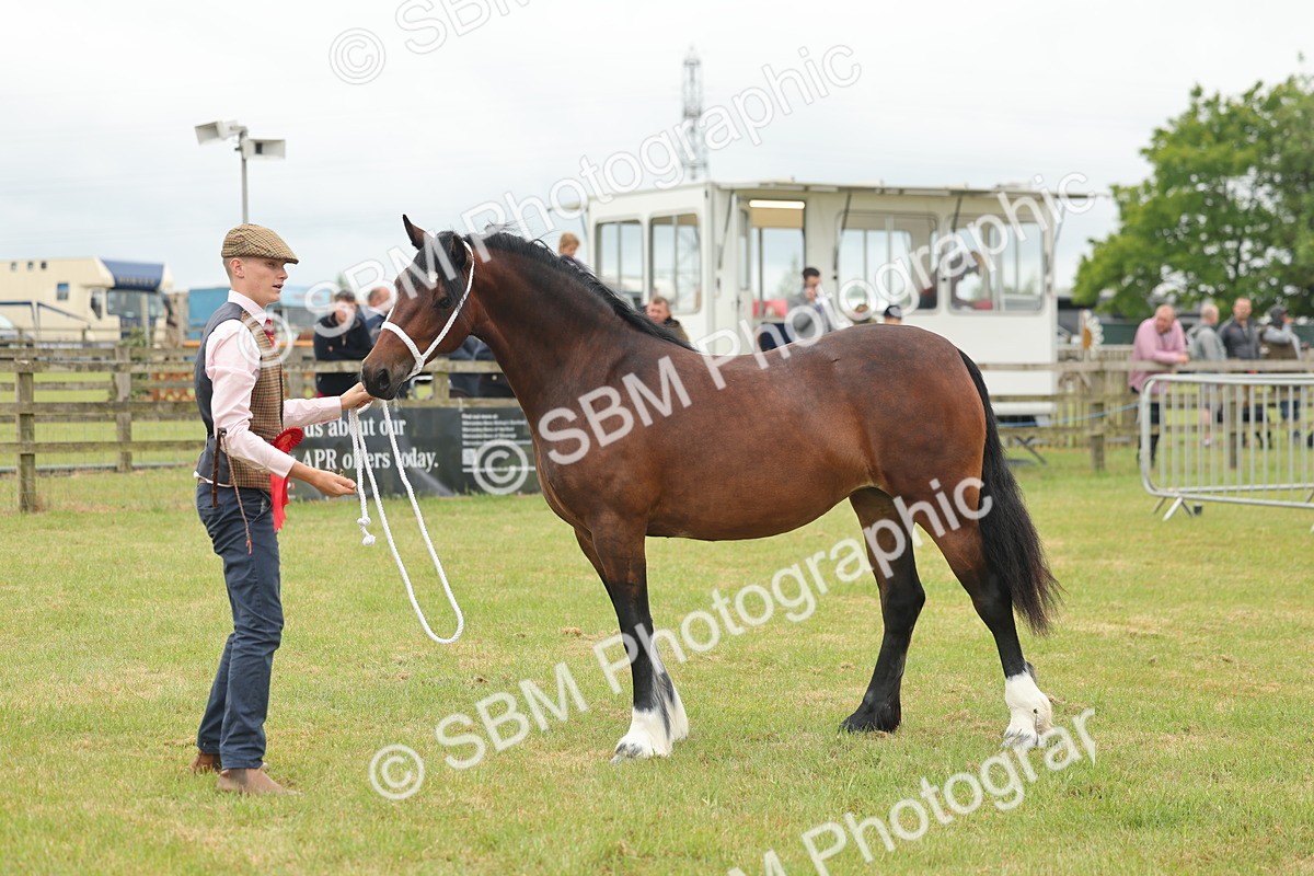 SBM_04839 - Class 50-57 - M&M Welsh Pony In Hand