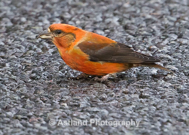 Astland Photography, Bird and Wildlife Images, Susan and Peter Wilson, U.K