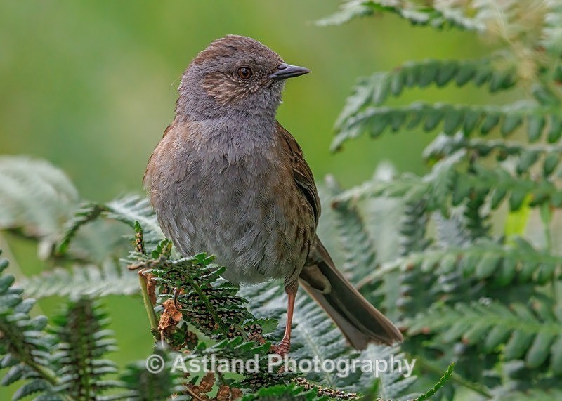 Dunnock - Latest Images
