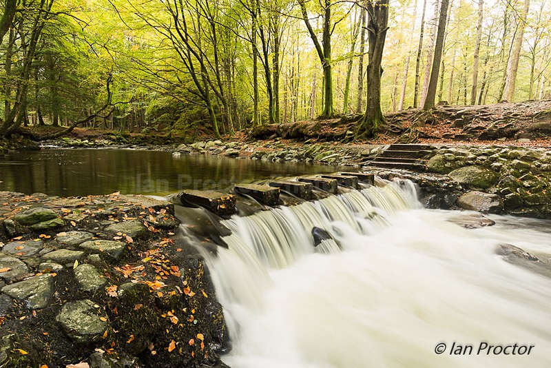 Stepping Stones in Autumn - Tollymore Forest Park - Autumn