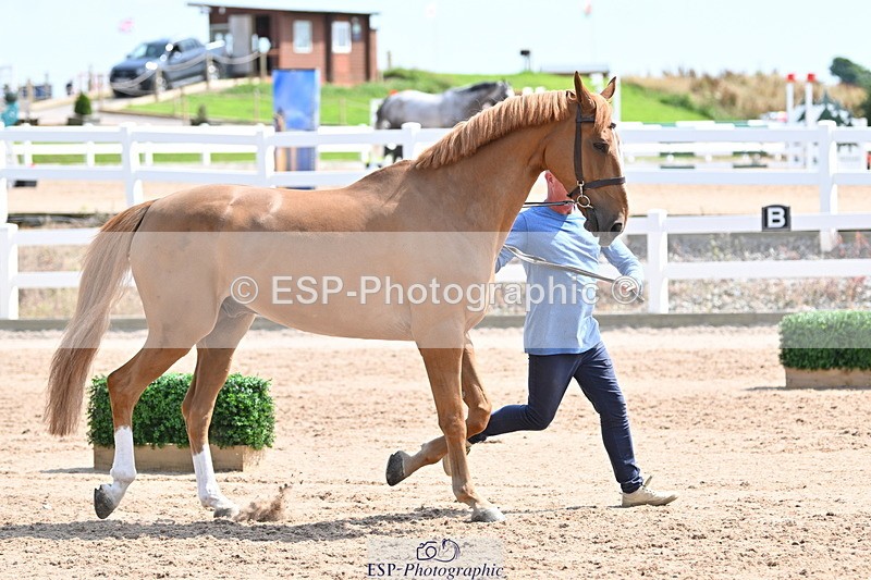 240717A-150652-02551 - Trot Up 3pm to 4pm
