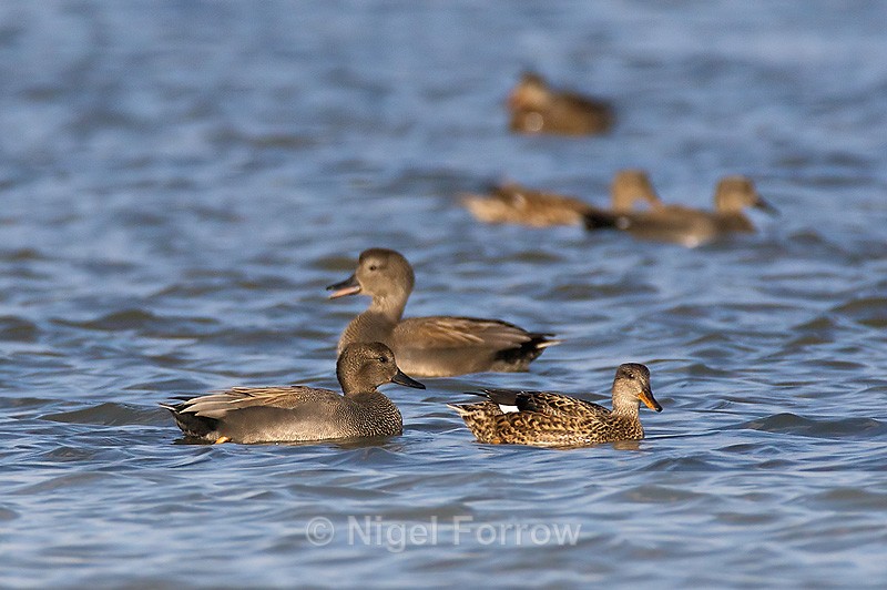 Gadwall (male & female) on the Lagoon - Gadwall