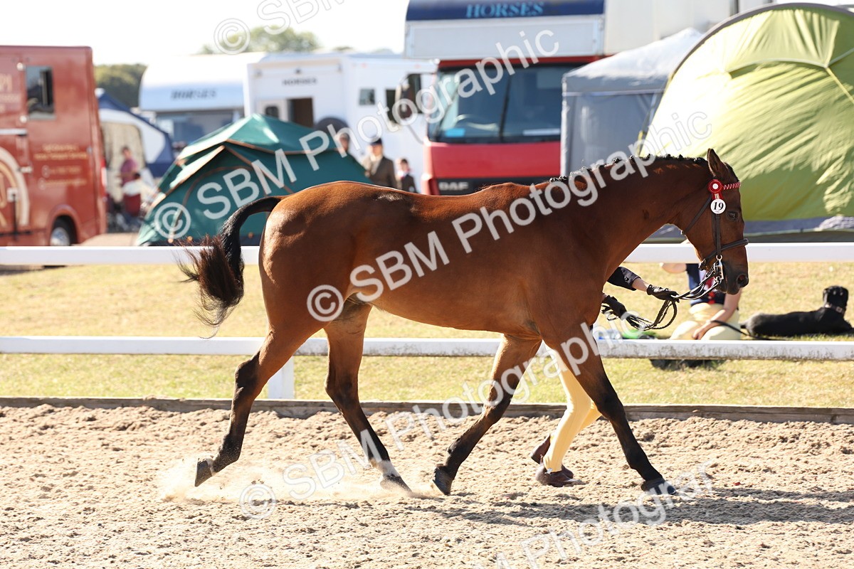 SBM_12819 - Class 205 - IH Show Pony - Show Hunter Pony