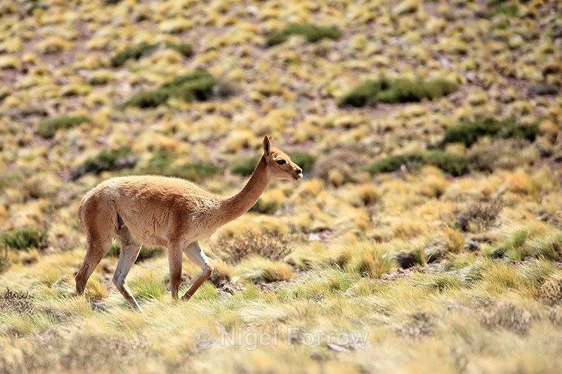 Vicuna, near Salar de Talar, Atacama Desert, Chile - Vicuna