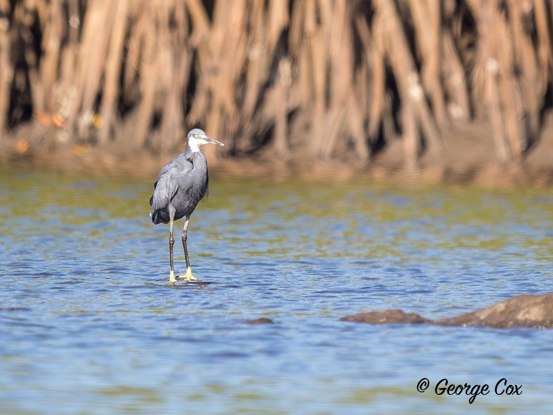 Reef Heron - Gambia 2025