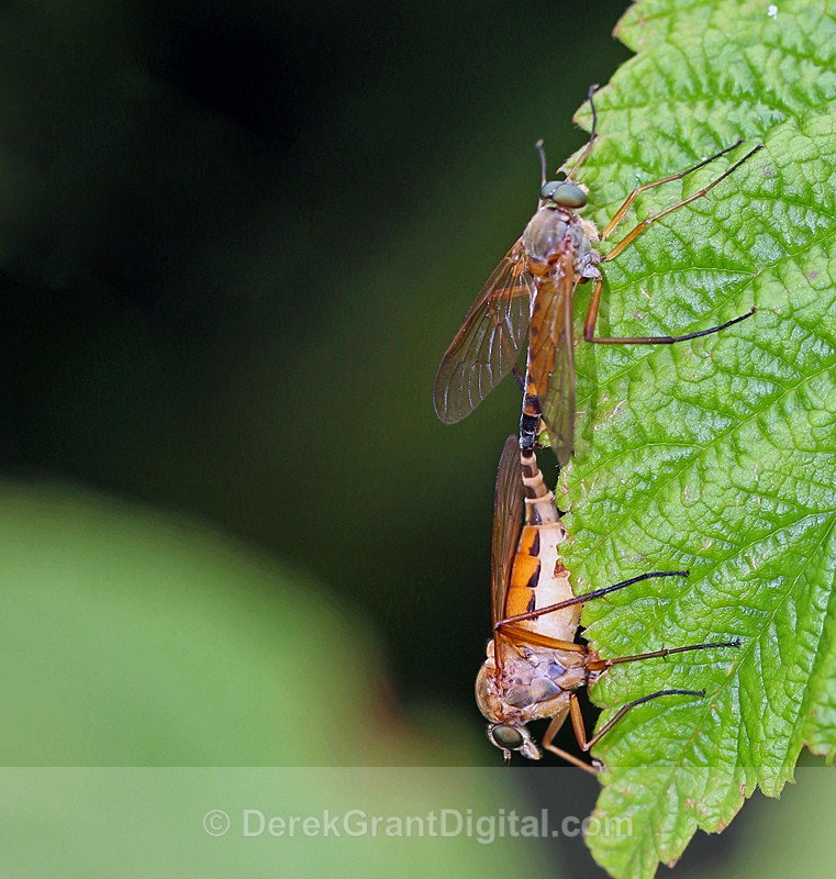 Snipe Fly (Rhagio) - mating pair