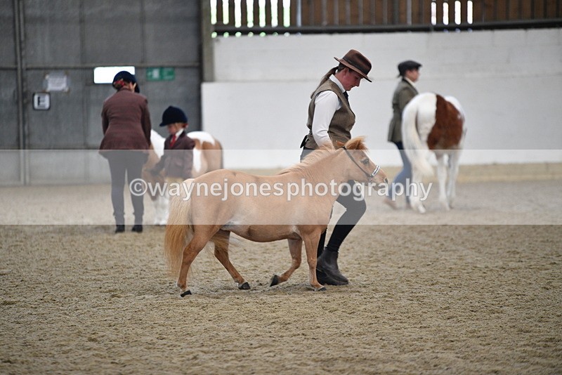 WJ5_4706 - Class 7 In hand coloured / odd coloured