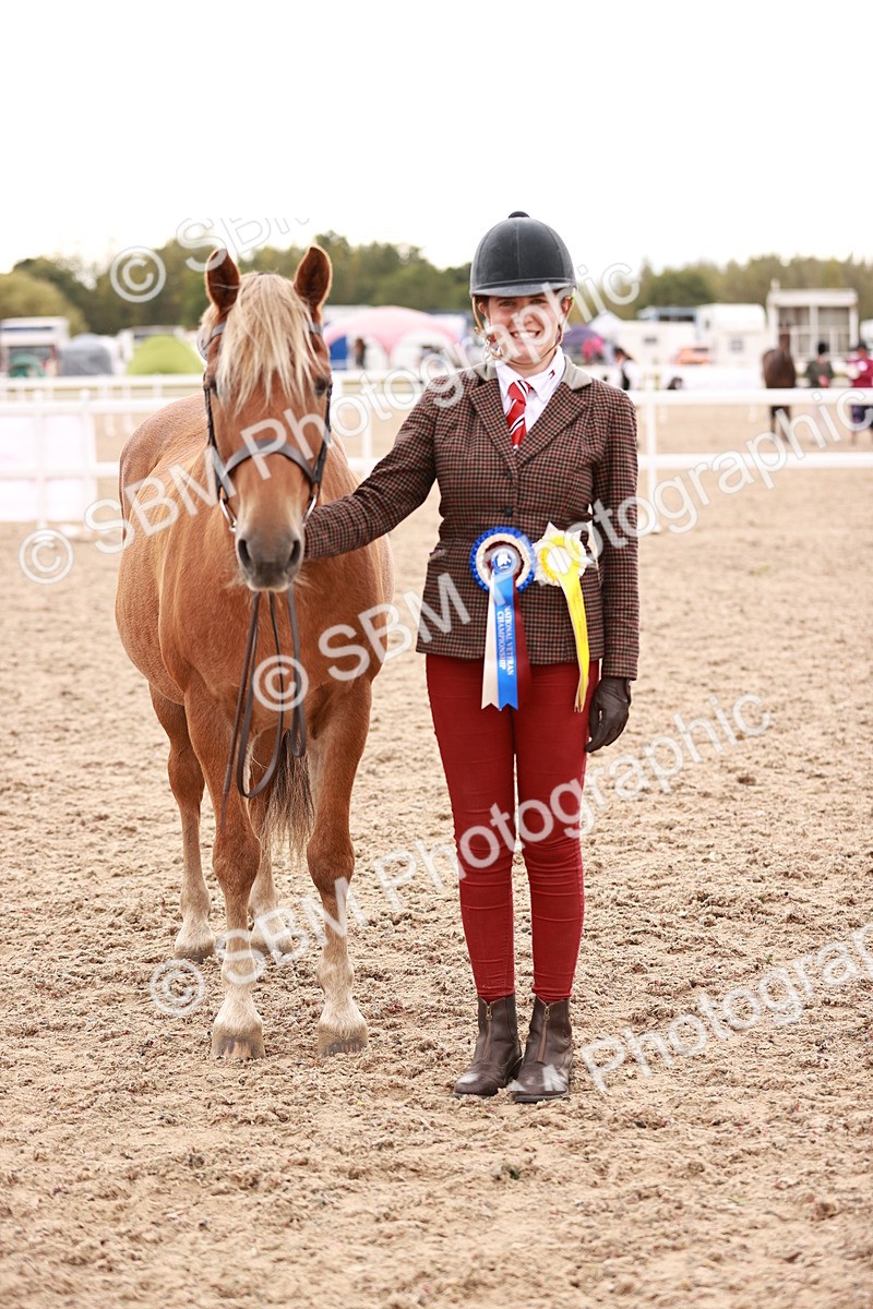 SBM_16937 - Class 415 - Horse-Pony Judge would most like to take home
