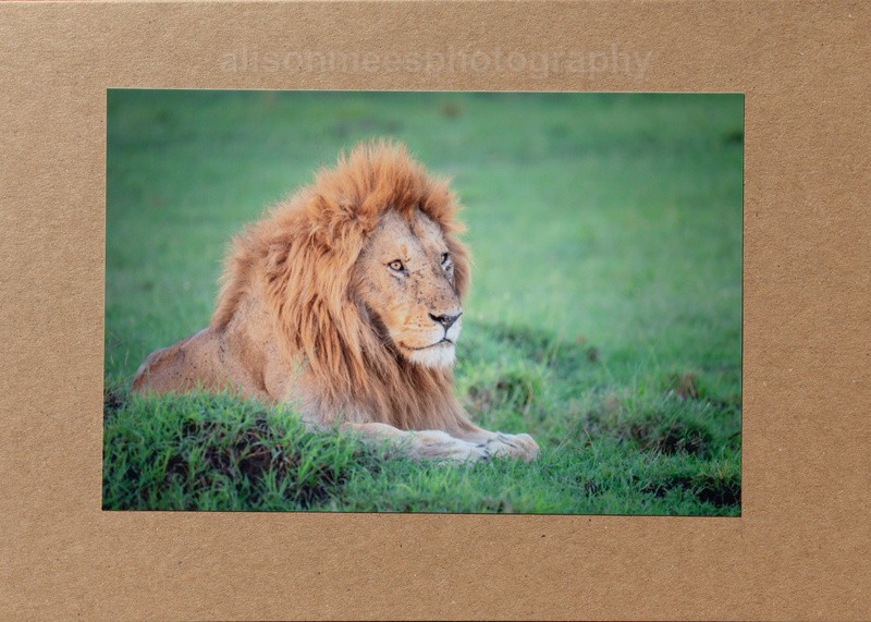 028 Lion King - For Sale - Handmade Cards £2.50 each