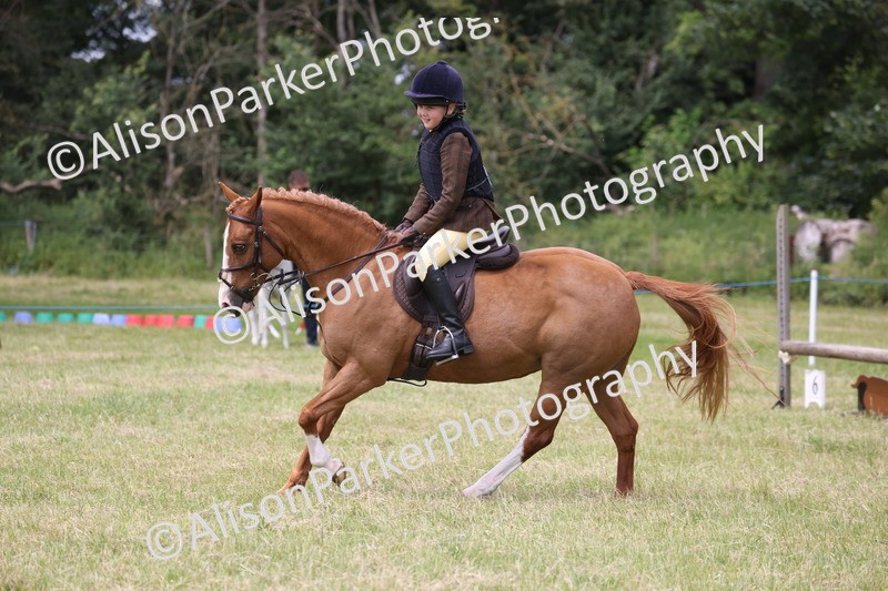 20260614-2901 - Class 22 - Open Working Hunter
