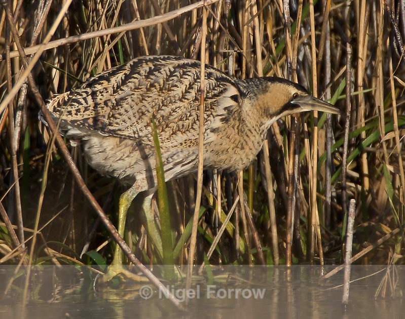 Bittern walking on ice at the edge of the reed bed - Bittern