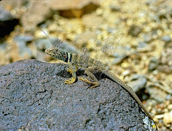 Collard Lizard (Crotophitus collaris) - Calif., USA - ANIMALS