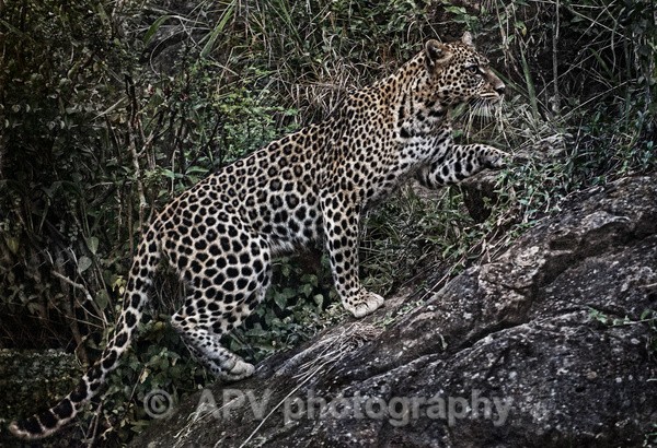Camouflage - The Photographic Angle - Wildlife Exhibition