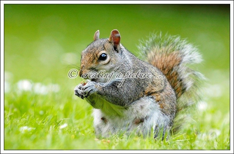 Grey Squirrel - Nature