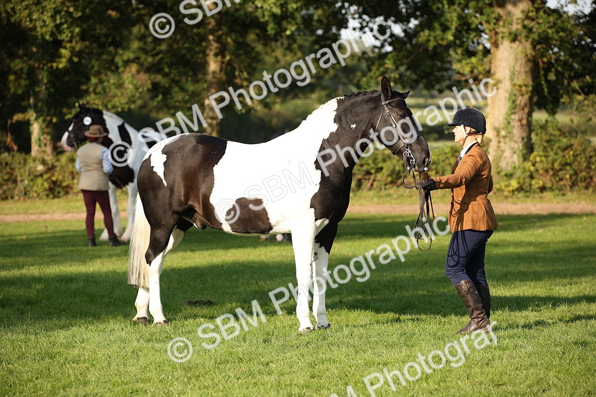 SBM_58714 - S51 - Piebald & Skewbald Horse In Hand
